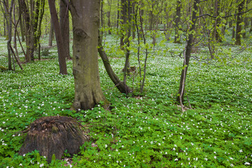 Wiosna w lesie na Mazurach