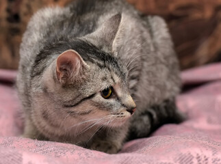 tabby cat with a displeased look on a brown