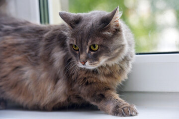 Fototapeta na wymiar beautiful smoky fluffy domestic cat