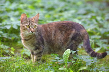 pregnant striped domestic cat in the summer