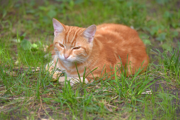 Naklejka na ściany i meble ginger beautiful domestic cat in the summer