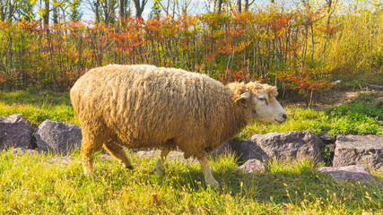 sheep walking in the field (들판에서 산책하는 양)