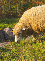 sheep eating grass in the field (들판에서 풀먹는 양)