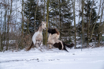 Fighting horses in the snow