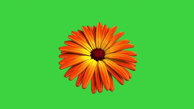 Marigold blooming orange flower on a green background, animation