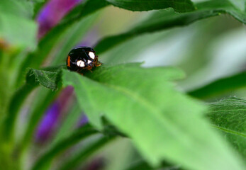 Insects inhabiting wild plants: Ladybugs