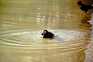 水浴びをするカラス