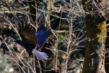 羽ばたいて飛んでいるカラス