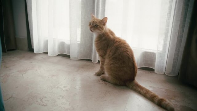 A cinematic shot of a cute ginger cat meowing while sitting by the curtain in the living room.