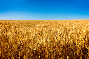 A field with ripe wheat in the summer, Montana