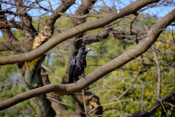 都会の公園のカラス