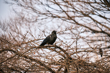 都会の公園のカラス