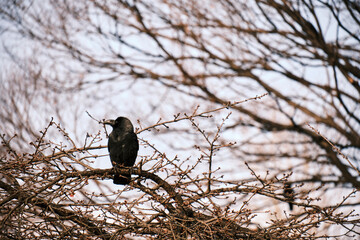 都会の公園のカラス