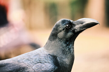 Naklejka premium 都会の公園のカラス