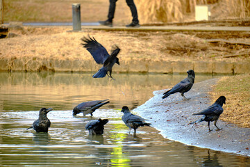 水浴びをするカラス