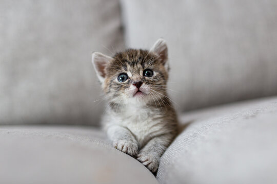 mały kotek kicia bury kot cute cat