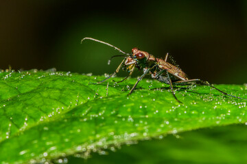 Insects inhabiting wild plants: Star-spotted Tiger Beetle