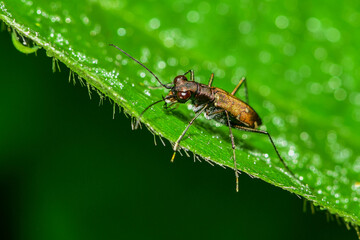 Insects inhabiting wild plants: Star-spotted Tiger Beetle