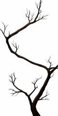 A young, long plant is a with a winding trunk, without background. Isolated silhouette japanese tree sakura with a thin, curving trunk and sharp branches without flowers and leaves.