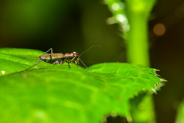 Insects inhabiting wild plants: Star-spotted Tiger Beetle