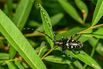 Insects inhabiting wild plants: Longhorn