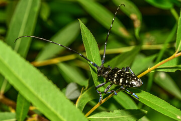Insects inhabiting wild plants: Longhorn