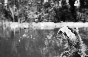 Obraz premium Ein kleines lütticher Kämpfer Hühner Kücken an einem schönen Sommertag vor einem kleinen Teich.