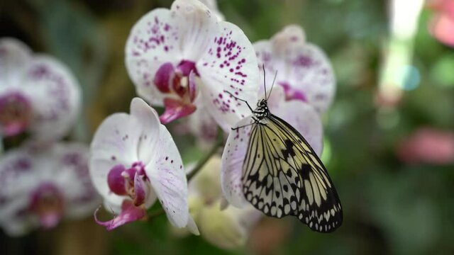 Mariposas de varios colores en entorno natural