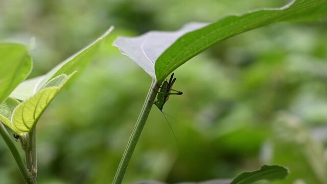 A female black-kneed conehead making sounds with wings swiped