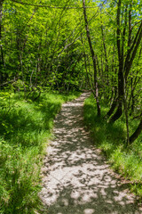 Fototapeta na wymiar Hiking path in Plitvice Lakes National Park, Croatia