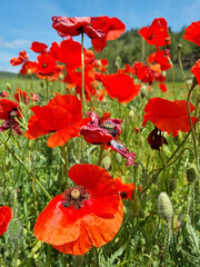 Fototapeta premium poppies in the spring in a field among the greenery