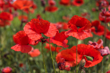 Red poppy flowers in the oil seed rape fields