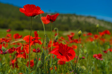 poppies in spring in may in a green field