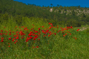 poppies in spring in may in a green field