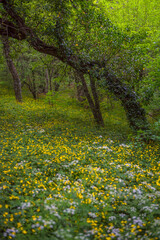 wood anemone, spring flowers in the beech forest