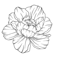 Peony Line Art, Poenies Outlines Isolated. Line Drawing. Botanical Line Art. FLoral black and white