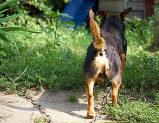 Small mixed breed dog, rear view. Doggy ass.