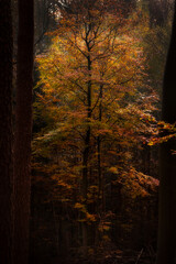 Sun hitting a tree with orange and yellow leaves in a dark forest in Germany on a fall day.