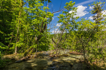 Fototapeta na wymiar Trees in Plitvice Lakes National Park, Croatia