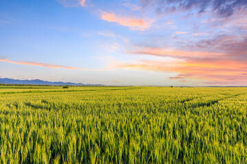 Green wheat fields and beautiful sky clouds at sunrise. Wheat field natural landscape in spring.