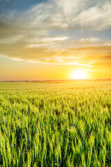 Green wheat fields and beautiful sky clouds at sunrise. Wheat field natural landscape in spring.