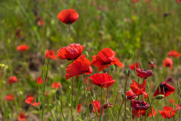 Fototapeta premium Red poppy flowers in the oil seed rape fields