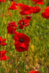 red poppies in spring on a sunny day among the green grass