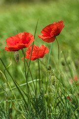red poppies among the green grass in the summer