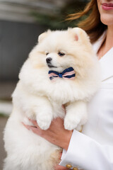 cute white pomeranian with a bow
