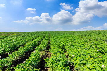 Green potato field under blue sky. Potato field natural landscape in spring season.