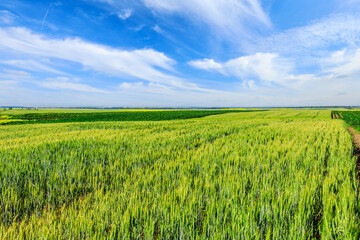 Fototapeta na wymiar Green wheat field under blue sky. Wheat field natural landscape in spring.