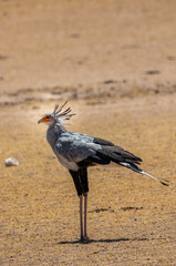 Secretary Bird in the Kgalagadi