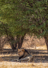 Male Lion in the Kgalagadi