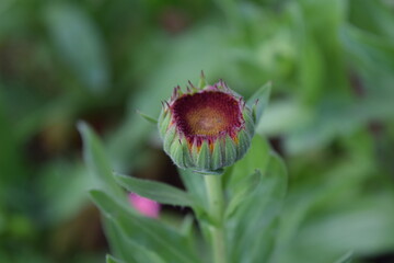 Orange pot marigold flower bud